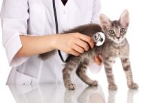 I sintomi della gastroenterite nel gatto