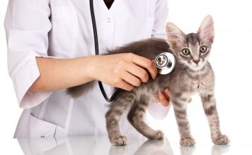 I sintomi della gastroenterite nel gatto