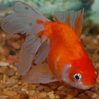 1goldfish