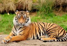 La tigre, il predatore all’apice della catena alimentare La tigre