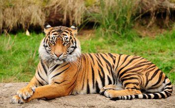 La tigre, il predatore all’apice della catena alimentare La tigre