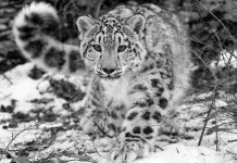 Il leopardo delle nevi, un raro felino a rischio estinzione Il leopardo delle nevi