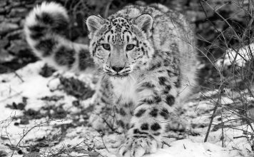 Il leopardo delle nevi, un raro felino a rischio estinzione Il leopardo delle nevi