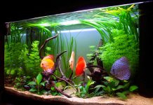 Come scegliere il tuo pesce domestico