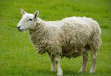 Allevare le pecore: i punti chiave Allevare le pecore