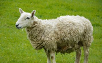 Allevare le pecore: i punti chiave Allevare le pecore