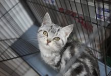 Adottare un gatto, cose da fare e da sapere