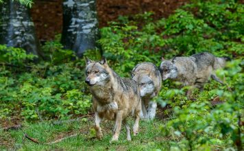 I lupi e la loro forte gerarchia sociale Branco di lupi nella foresta