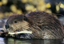 Il castoro, un abile ingegnere dei fiumi Il castoro