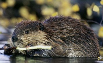 Il castoro, un abile ingegnere dei fiumi Il castoro
