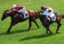 Allenare un cavallo da corsa con approccio metodico e progressivo Allenare un cavallo da corsa