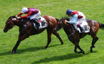 Allenare un cavallo da corsa con approccio metodico e progressivo Allenare un cavallo da corsa