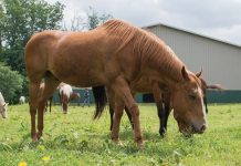 La salute del cavallo: compiti basilari La salute del cavallo