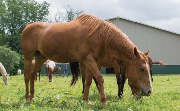La salute del cavallo: compiti basilari La salute del cavallo