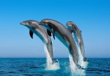 I delfini, creature intelligenti e socievoli I delfini, animali intelligenti e socievoli