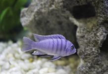 Perchè il mio pesce non mangia?