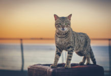 La personalità del gatto in base al colore del pelo