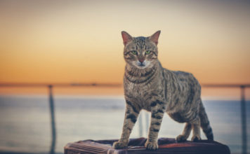 La personalità del gatto in base al colore del pelo