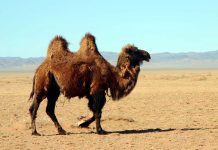 Il cammello fra miti e verità Il cammello nel deserto