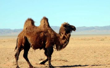 Il cammello fra miti e verità Il cammello nel deserto