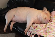 Un maiale come animale da compagnia Un maiale come animale da compagnia