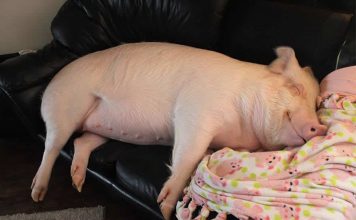 Un maiale come animale da compagnia Un maiale come animale da compagnia