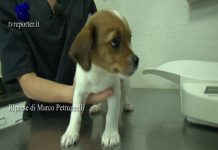 La prima visita dal veterinario del vostro cuciolo