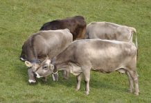 Le mucche e i loro sentimenti, considerati da pochi Le mucche