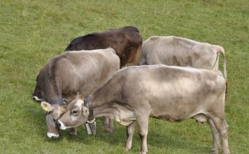 Le mucche e i loro sentimenti, considerati da pochi Le mucche