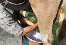 Come prendersi cura di una mucca da latte Mungere una mucca