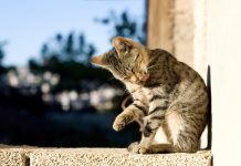 5 metodi naturali per prevenire e eliminare le pulci del gatto