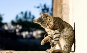 5 metodi naturali per prevenire e eliminare le pulci del gatto