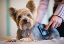 Come mantenere il pelo lucido e morbido del tuo cane