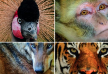 Mostra per la presentazione del Calendario LAV 2017 a MIlano