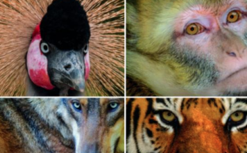 Mostra per la presentazione del Calendario LAV 2017 a MIlano