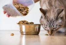 Le migliori marche di cibo per gatti piccoli e adulti