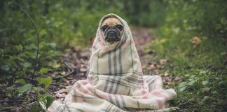 Il mio cane trema e sembra avere brividi, possibili cause e cure