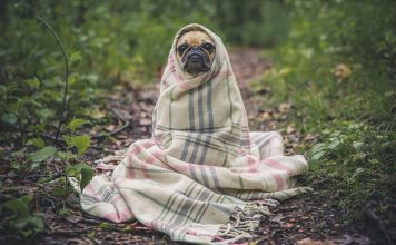 Il mio cane trema e sembra avere brividi, possibili cause e cure