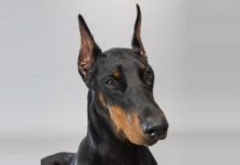 Doberman paralizzato torna a camminare