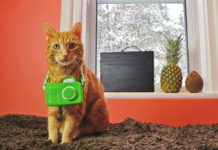 Hai deciso di portare il tuo animale in vacanza? vediamo quali rischi possono esserci