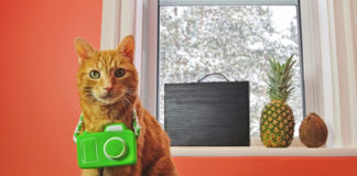 Hai deciso di portare il tuo animale in vacanza? vediamo quali rischi possono esserci