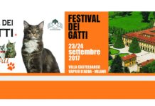Il festival dei Gatti Festival dei Gatti