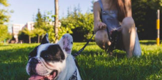 Come diventare istruttore cinofilo: corsi, requisiti e opportunità di lavoro