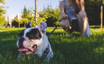 Come diventare istruttore cinofilo: corsi, requisiti e opportunità di lavoro