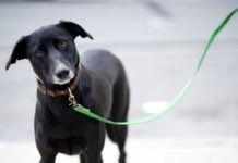 Le 4 imprudenze che i padroni dei cani commettono sempre nei parchi