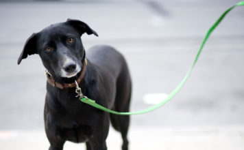 Le 4 imprudenze che i padroni dei cani commettono sempre nei parchi