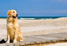 Portare il vostro cane al mare, consigli e accorgimenti