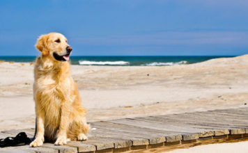 Portare il vostro cane al mare, consigli e accorgimenti