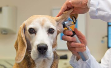 Spese veterinarie e 730: confermate le detrazioni fiscali sulla dichiarazione dei redditi