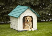 Cane in giardino: tutti gli accessori da avere